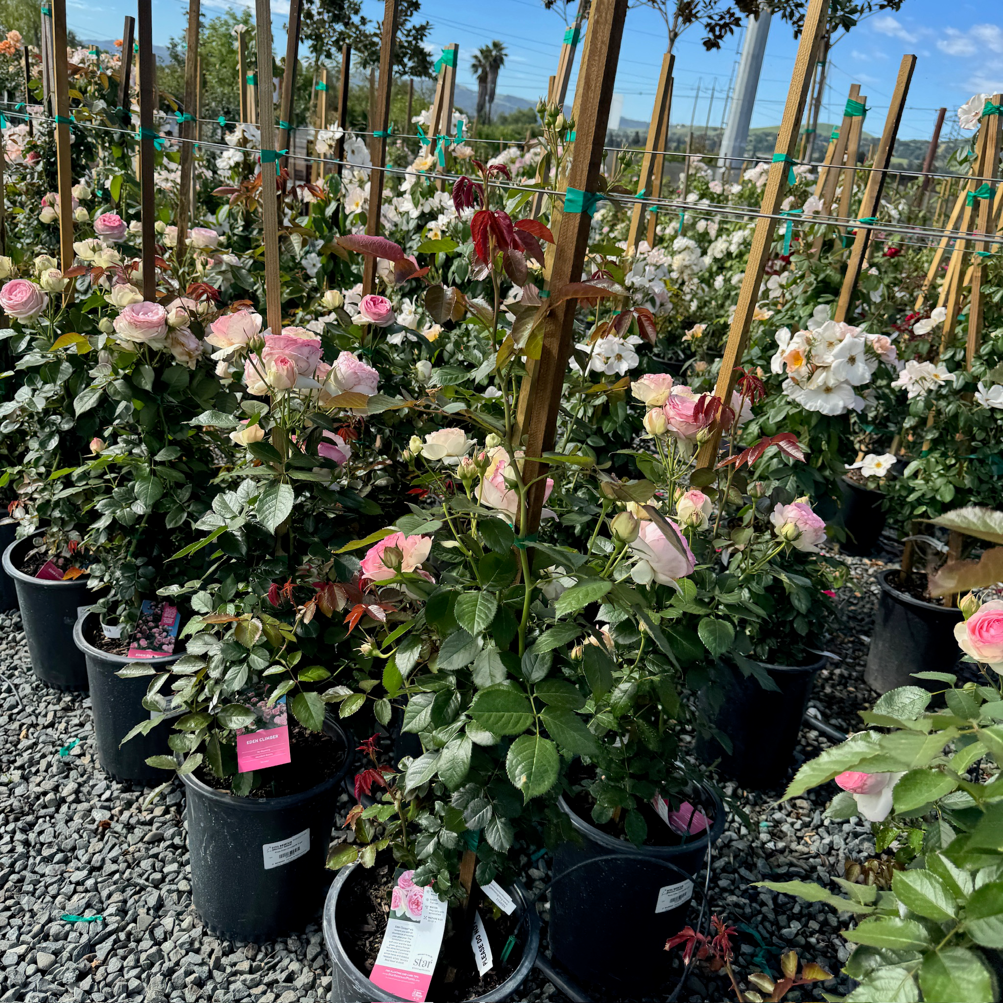 Eden Climbing Rose