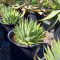 Spiral Aloe