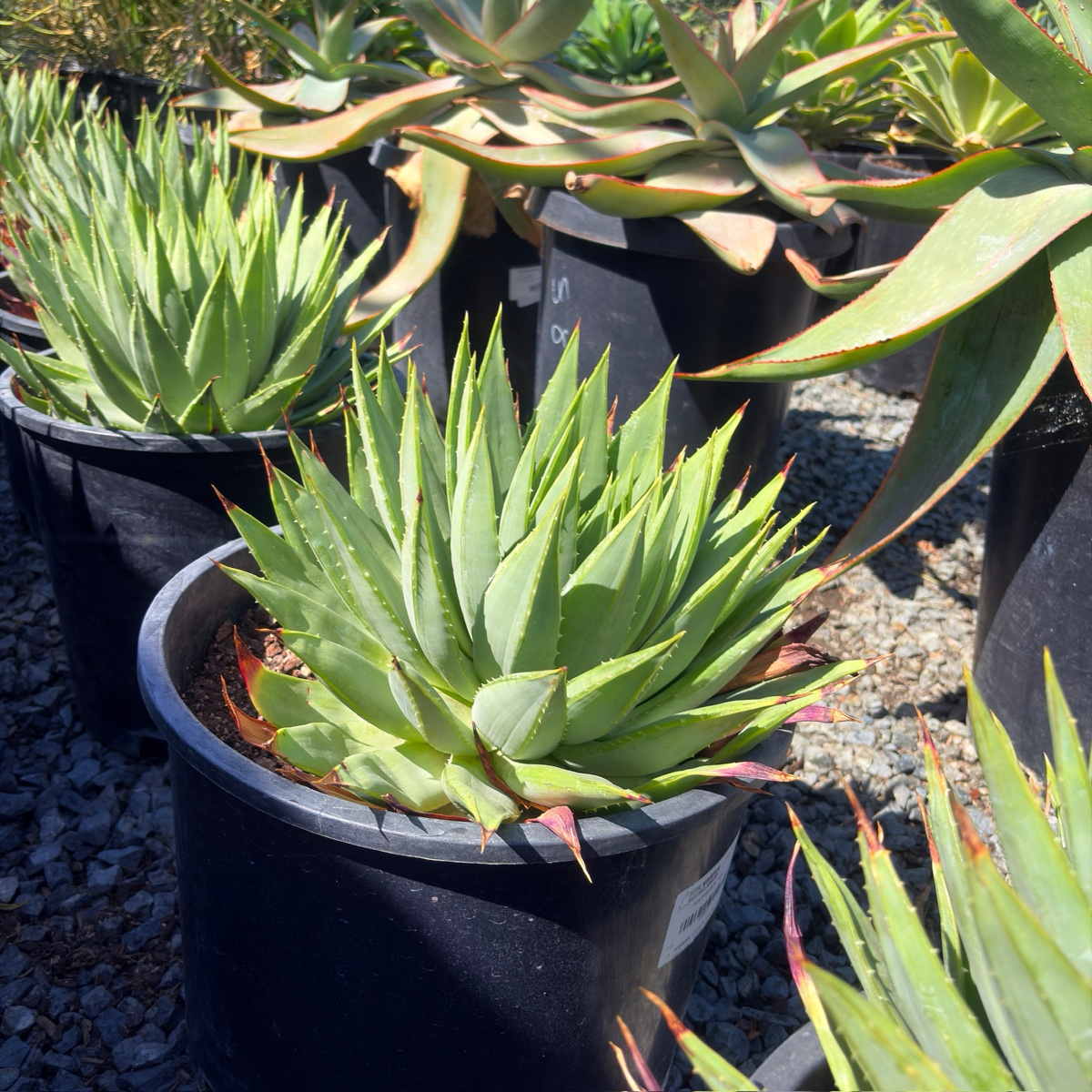 Spiral Aloe