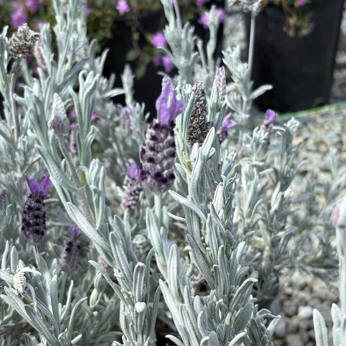 silver grey lavender plant Silver Anouk Spanish Lavender (Lavandula stoechas 'Silver Anouk')