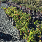 Orange Flowering Quince