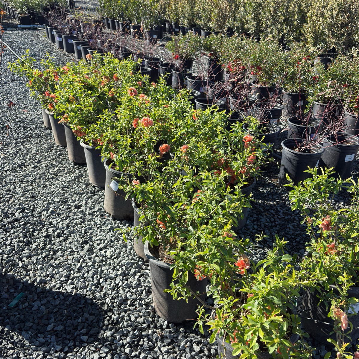 Orange Flowering Quince