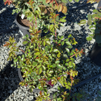 Bonica Rose