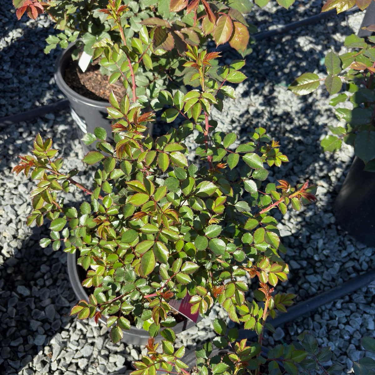 Bonica Rose