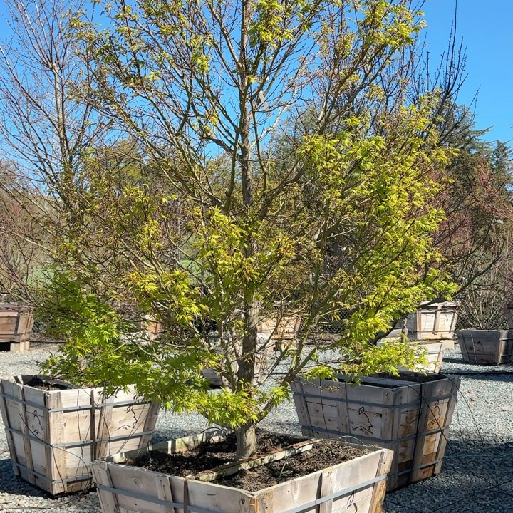 Tobiosho Japanese Maple