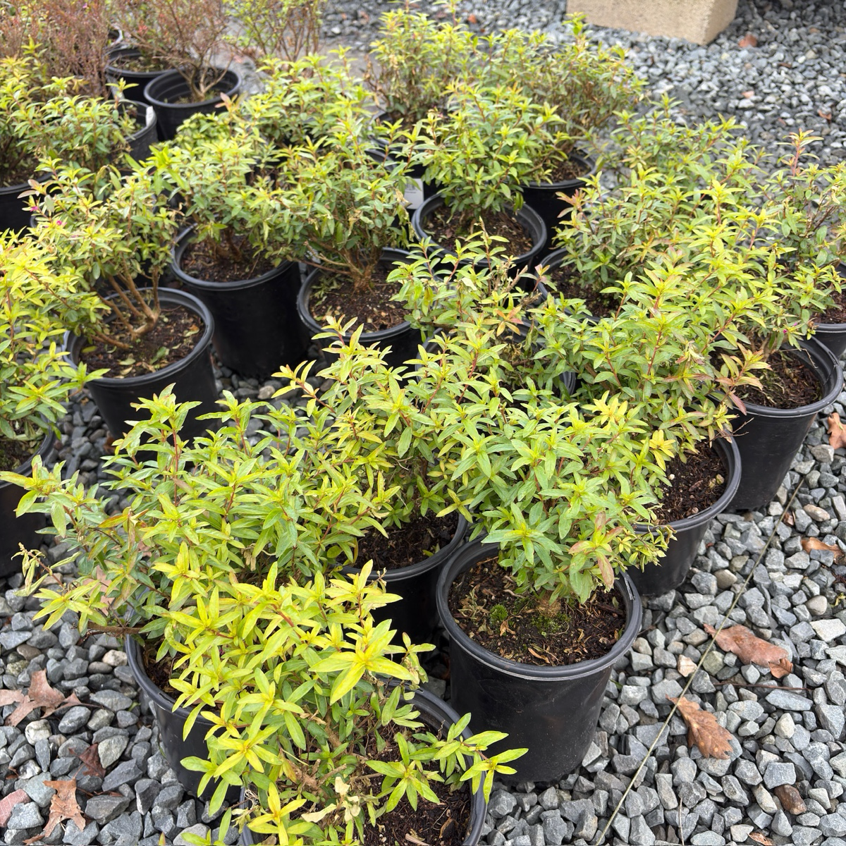 フラワー・ガーデニング invisible ink MEX Mexican Heather | Lavender Star Flowers Evergreen – Victory Nursery