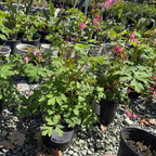 Luxuriant Bleeding Heart