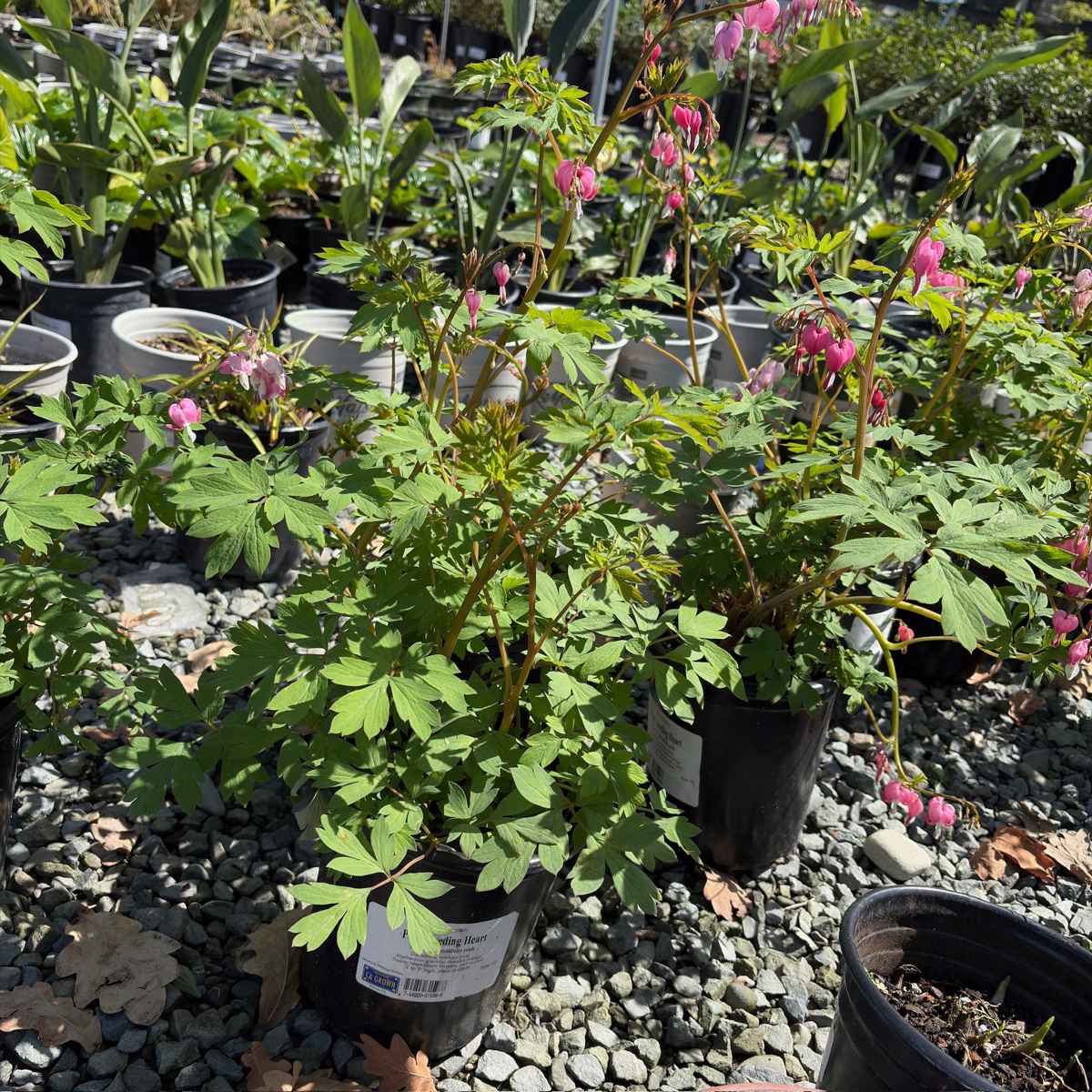 Luxuriant Bleeding Heart