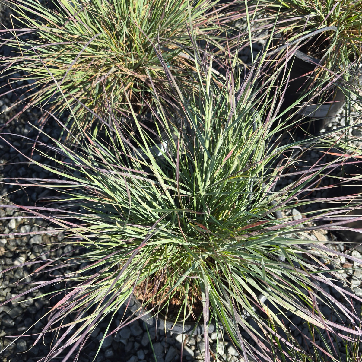 Mendocino Reed Grass