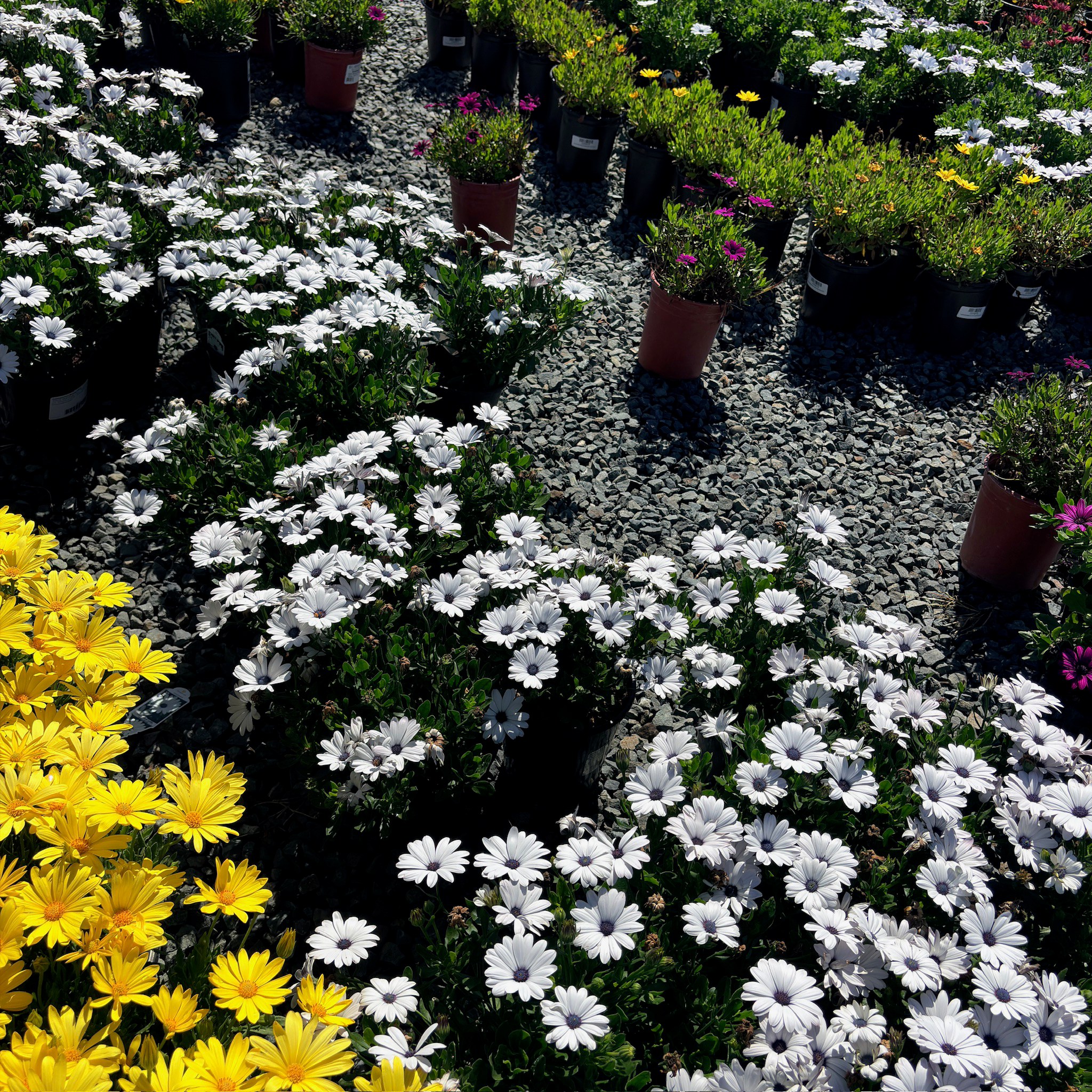 African Daisy