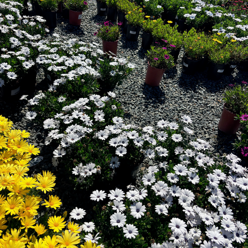 African Daisy