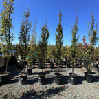 Frans Fontaine Columnar European Hornbeam