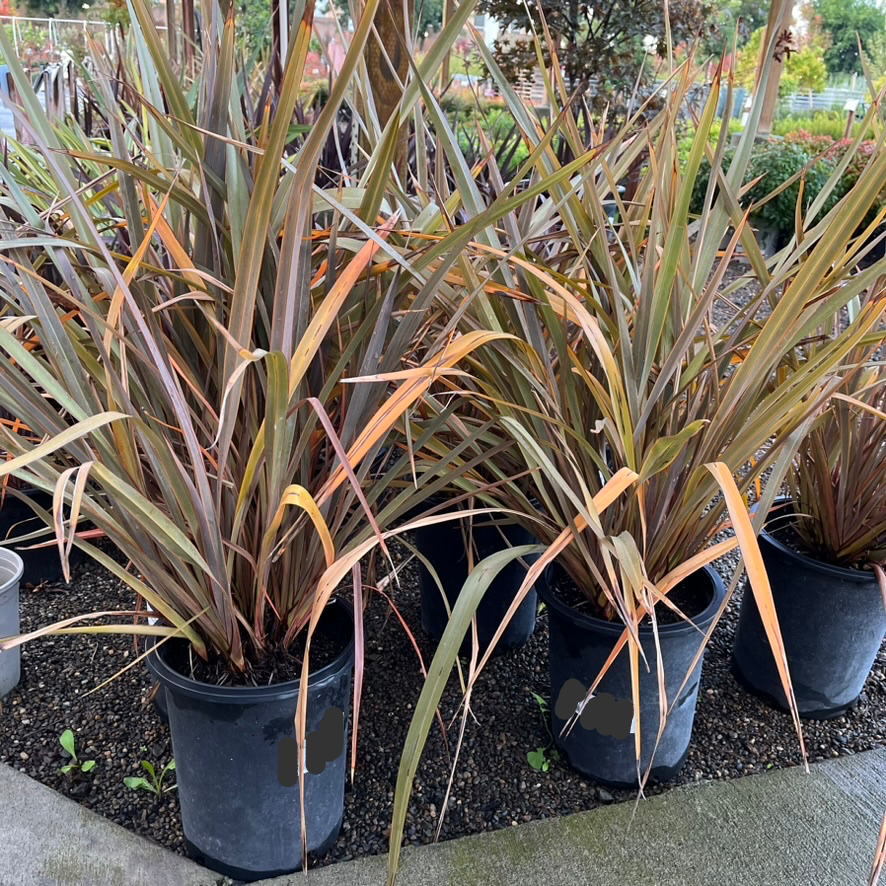 Bronze Baby New Zealand Flax