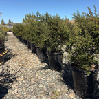 Dark Star California Lilac