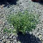 Catmint