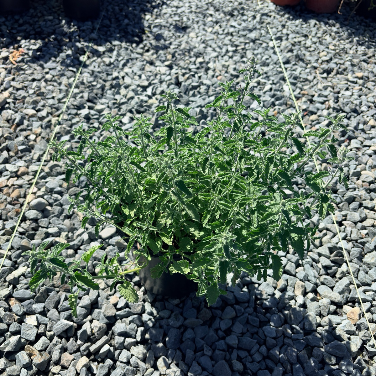 Catmint
