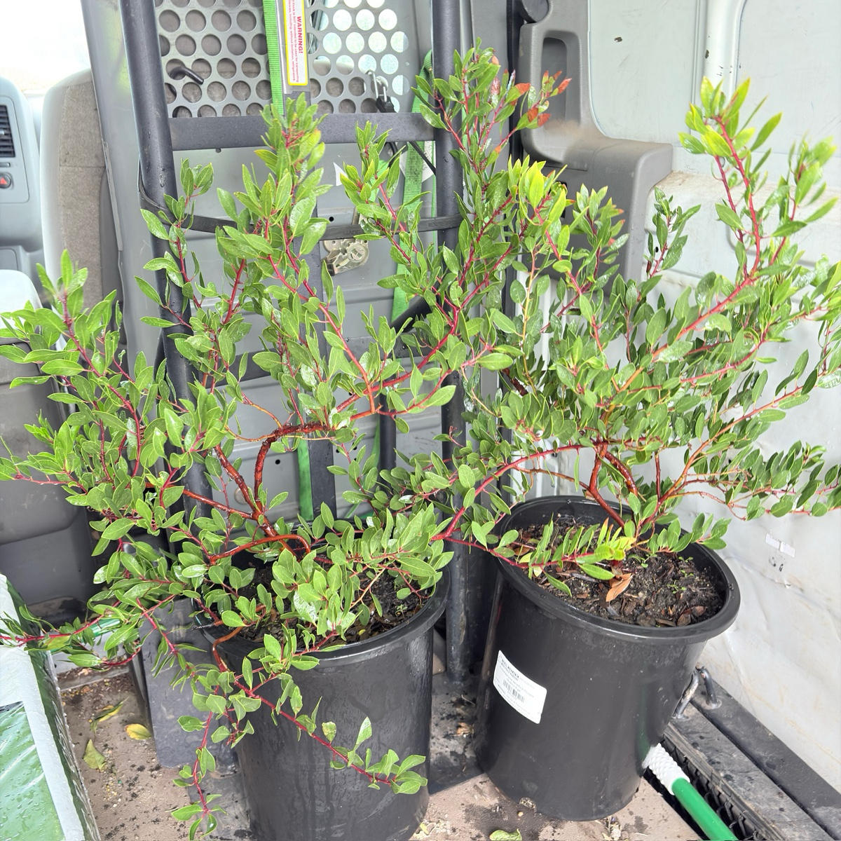 Howard McMinn Manzanita