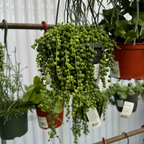String of Pearls