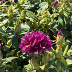 Polarnacht, Polar Night Rhododendron