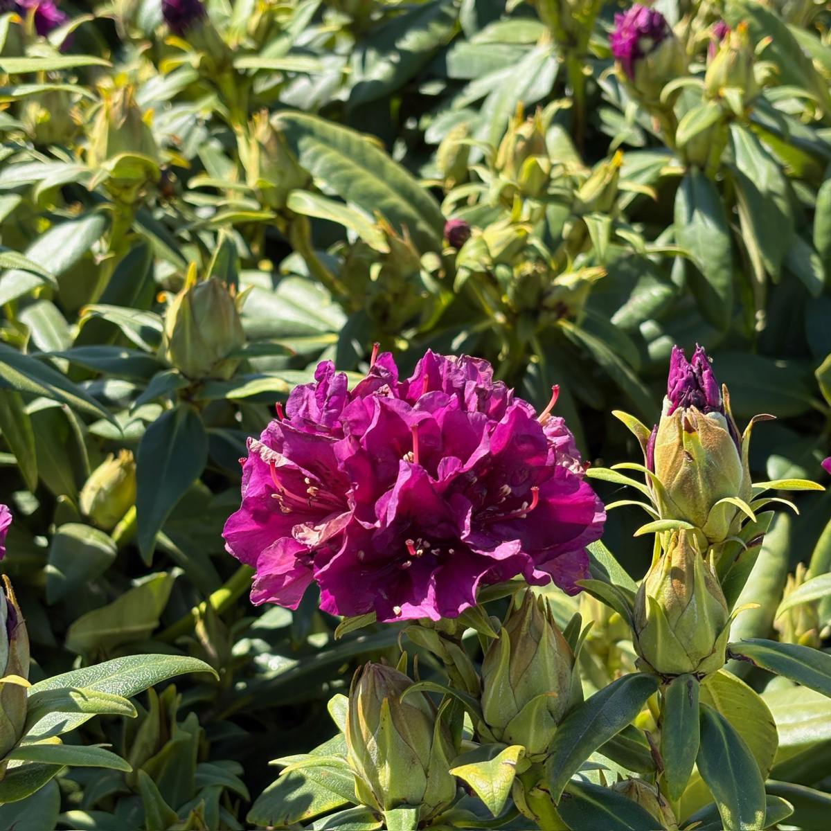 Polarnacht, Polar Night Rhododendron