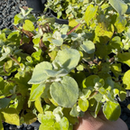 Limelight Licorice Plant