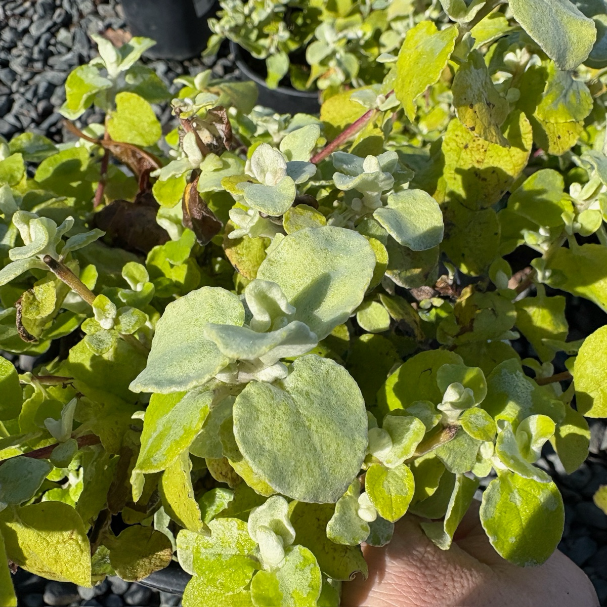 Limelight Licorice Plant