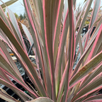 Pink Stripe New Zealand Flax