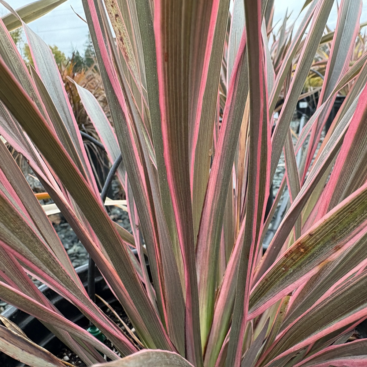 Pink Stripe New Zealand Flax