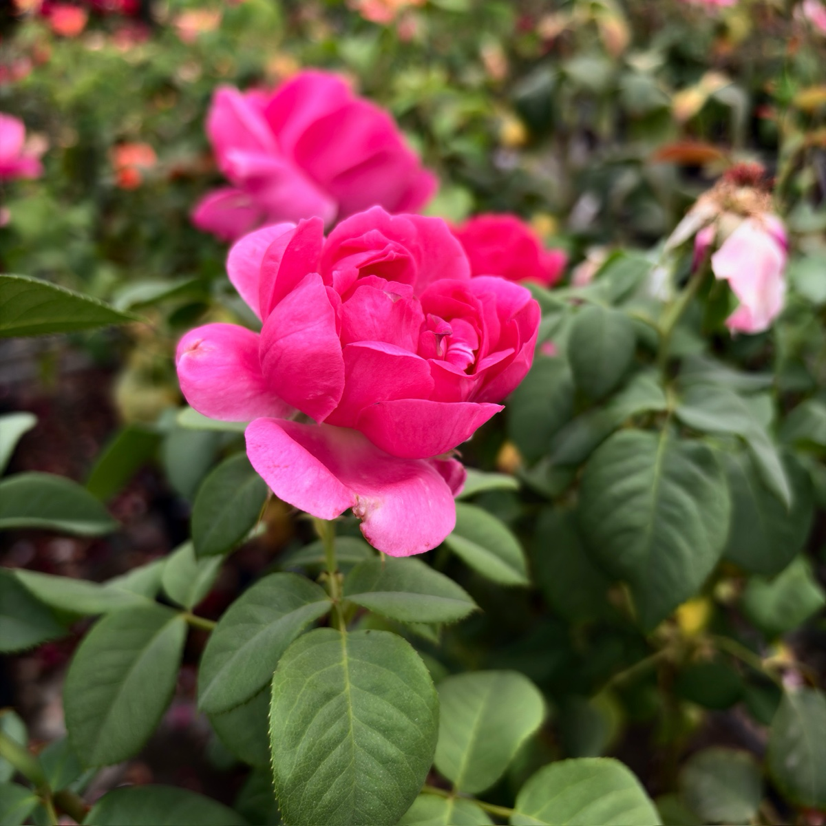 Grande Dame Rose