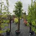 True Green Chinese Elm