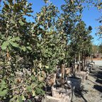 Netleaf Oak