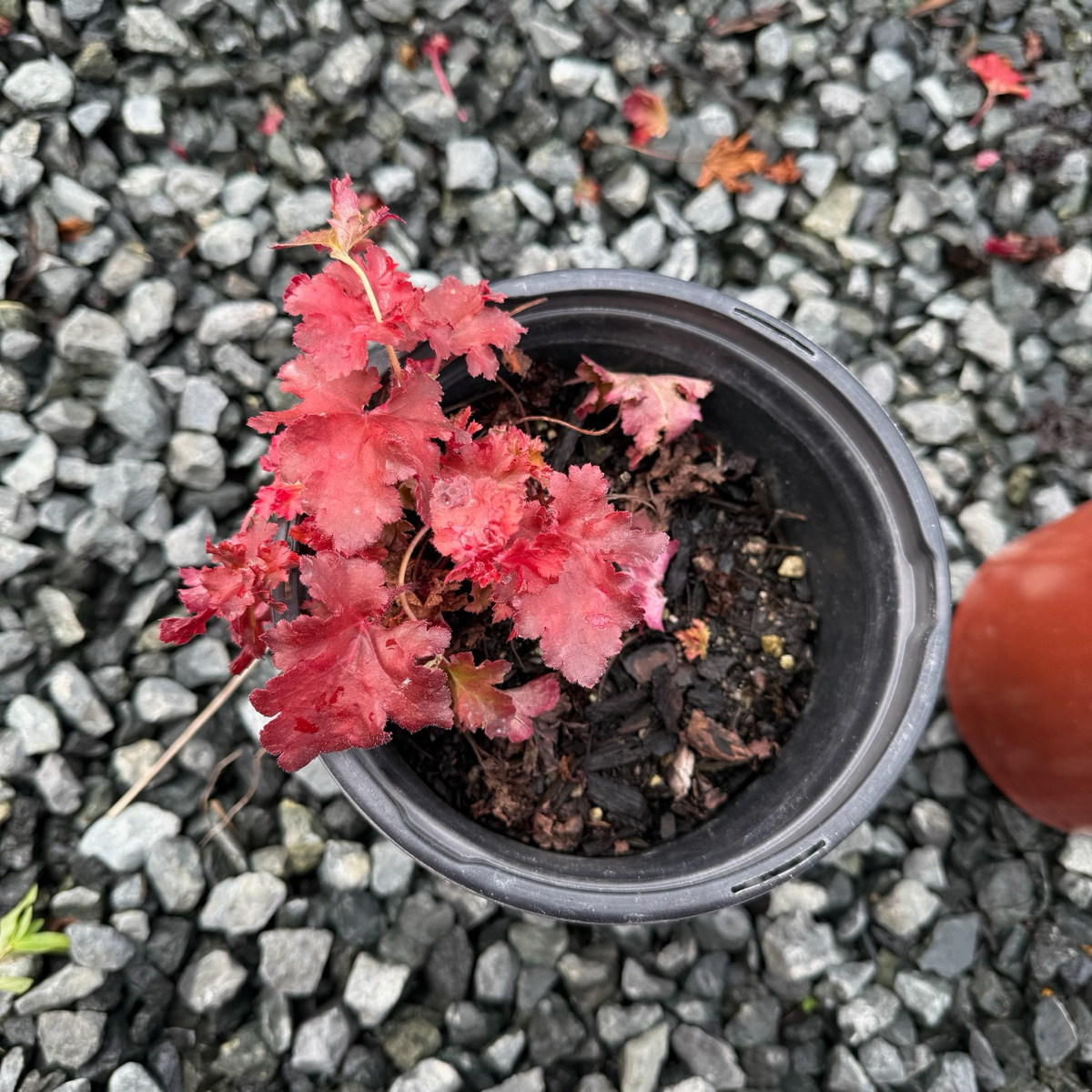 Forever Red Coral Bells