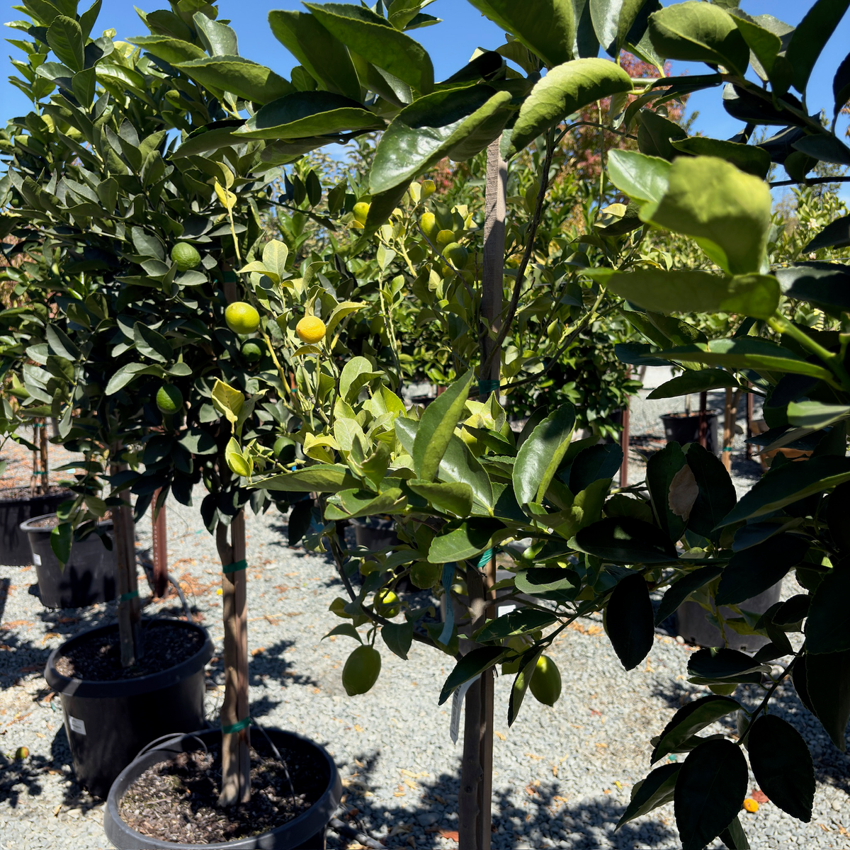 Bearss Lime