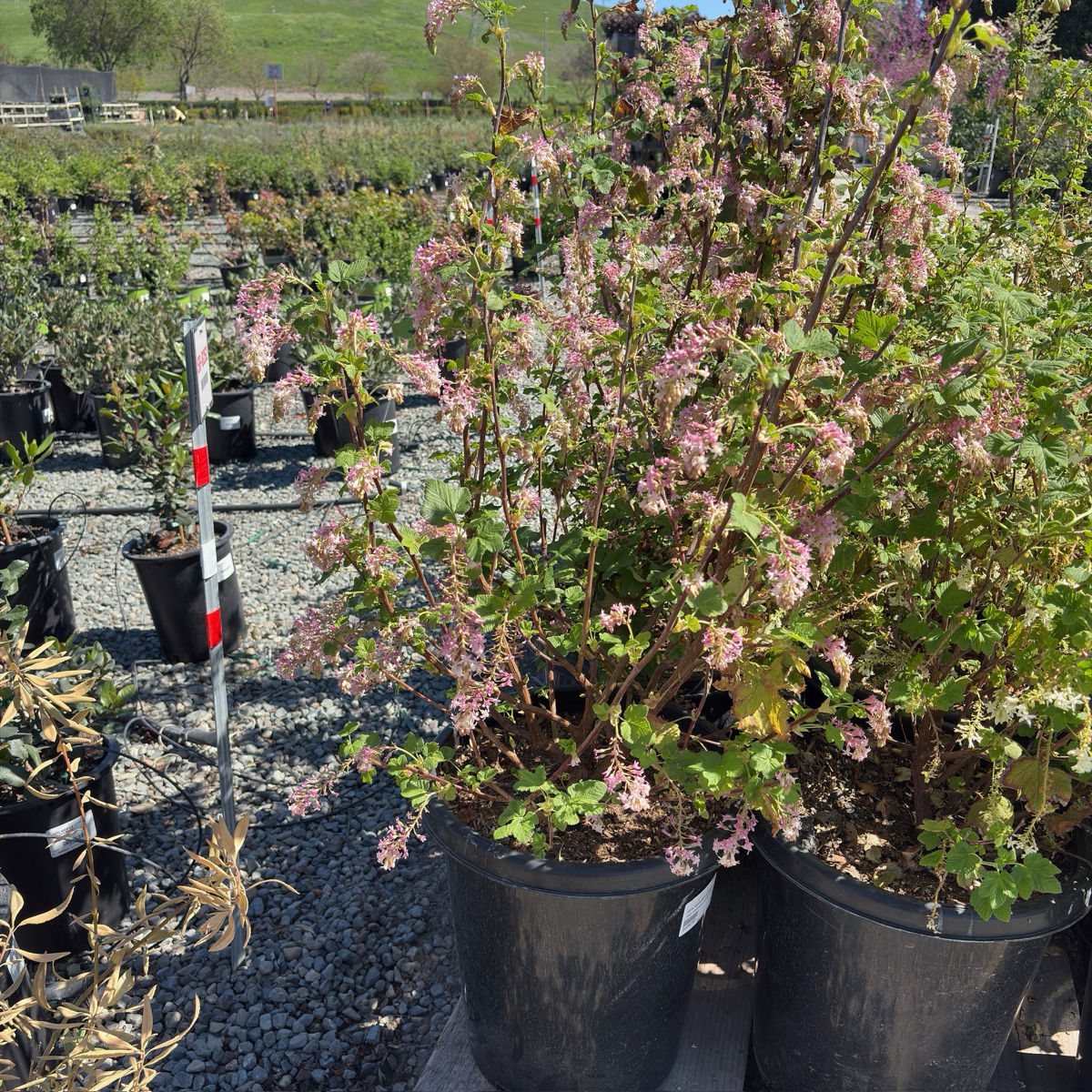 Claremont Pink Flowering Currant
