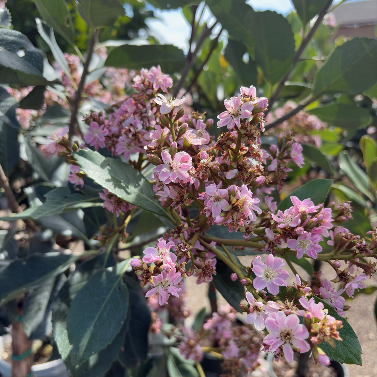 Majestic Beauty Indian Hawthorn