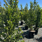 Bright 'N Tight Carolina Cherry Laurel