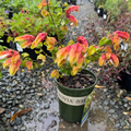 Shrimp Plant