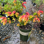 Shrimp Plant