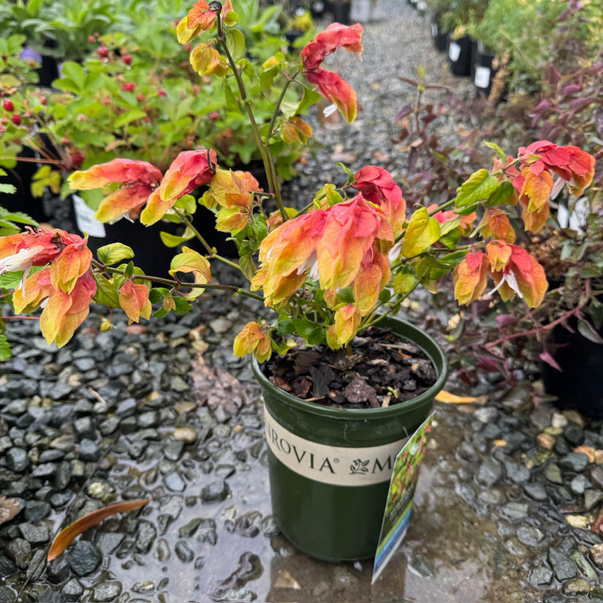 Shrimp Plant