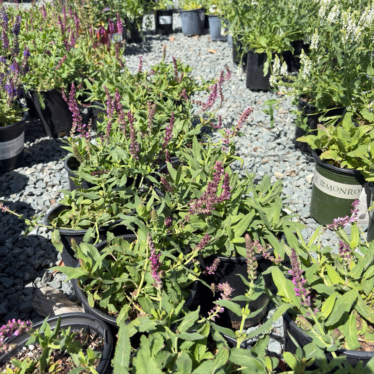 Caradonna Meadow Sage