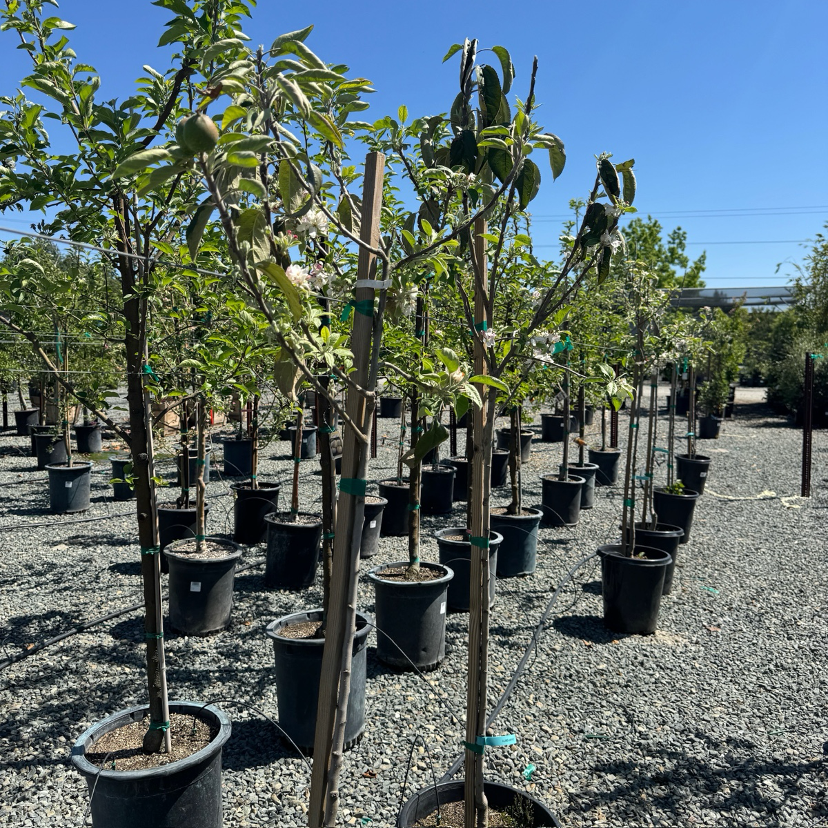 Granny Smith Apple Tree