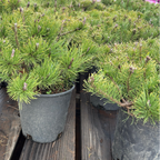 Dwarf Mugo Pine
