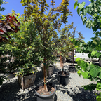 Robinson Flowering Crabapple