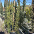 Bower Wattle