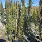 Bower Wattle