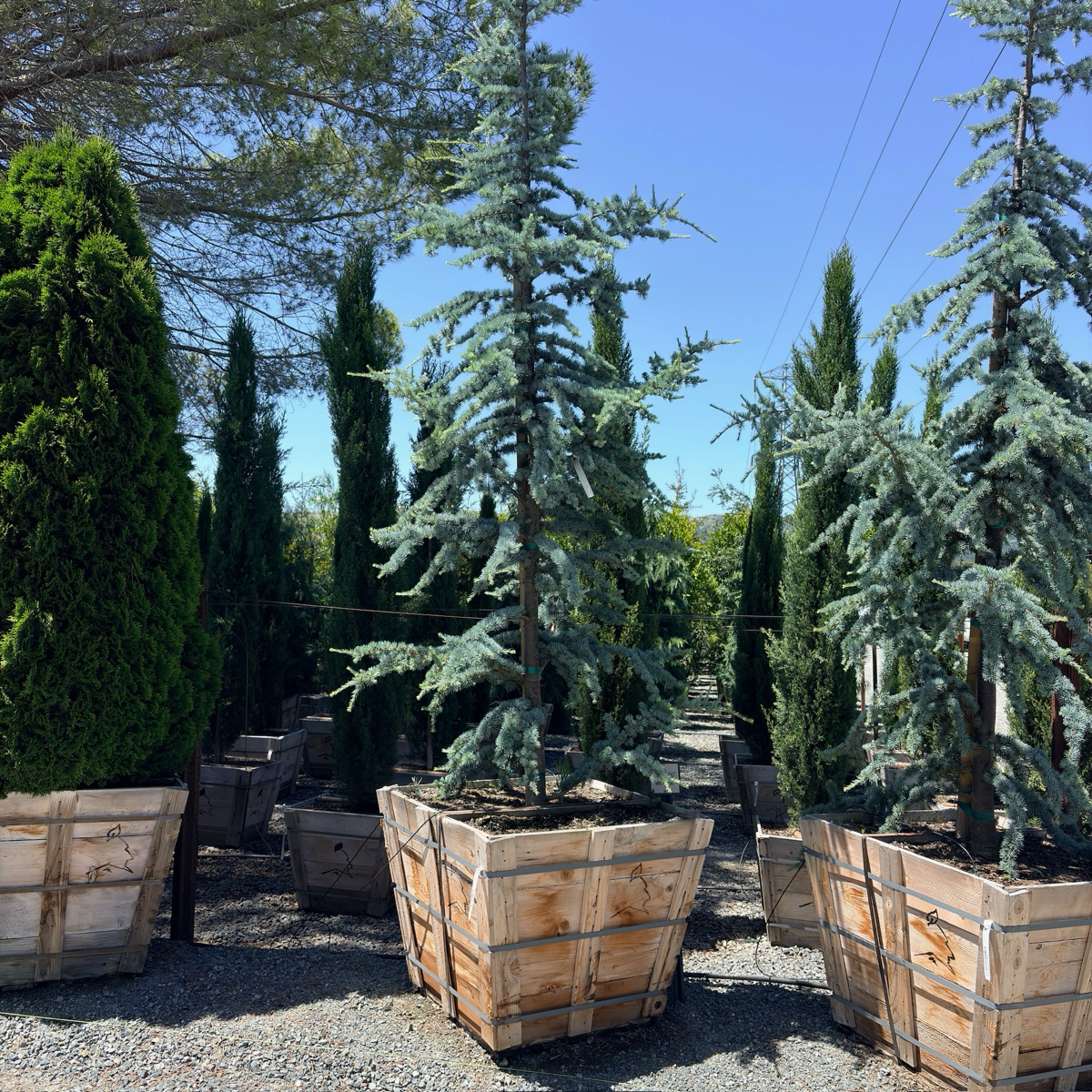 Blue Atlas Cedar