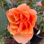 Brandy Rose