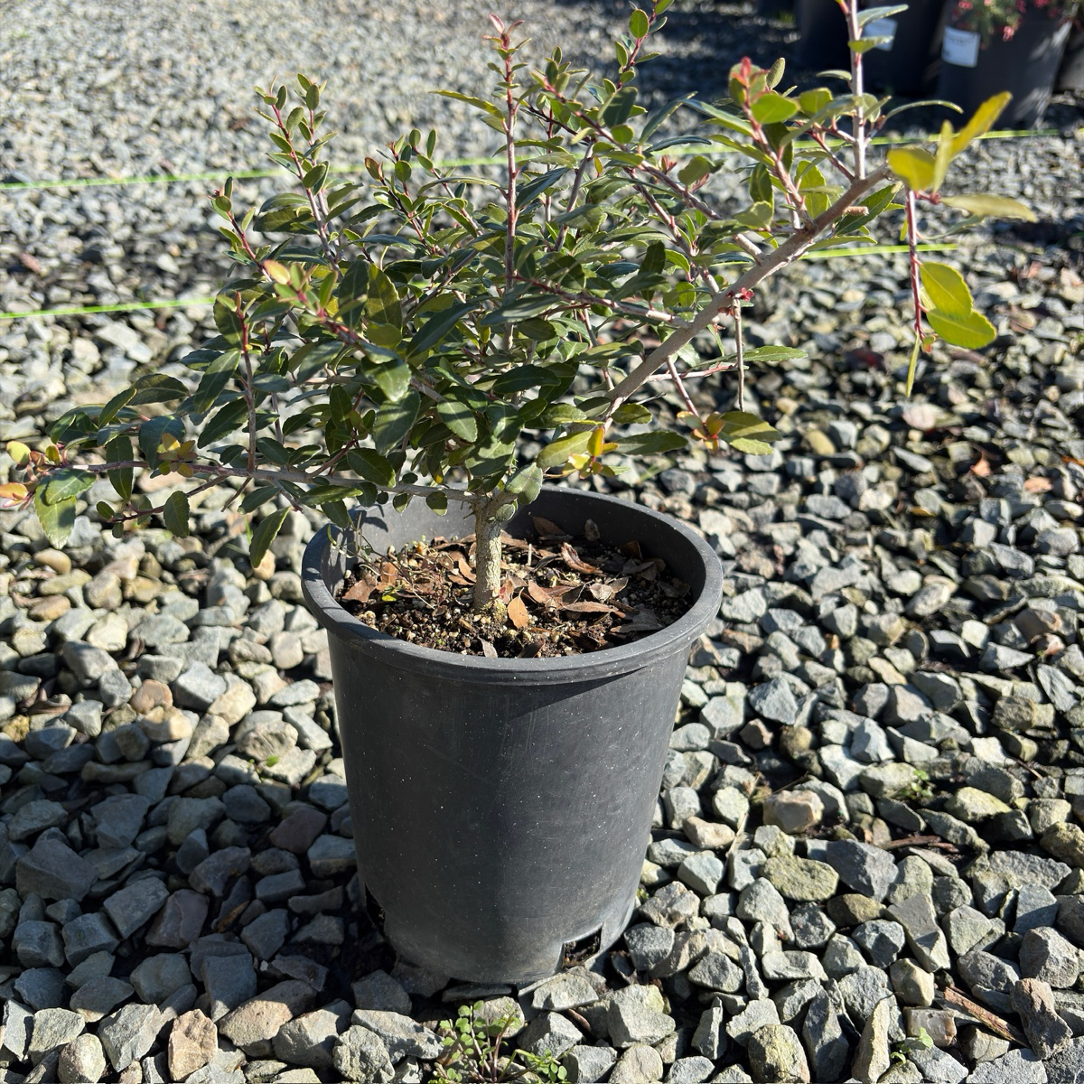 Dwarf Yaupon Holly