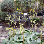 Giant Leopard Plant