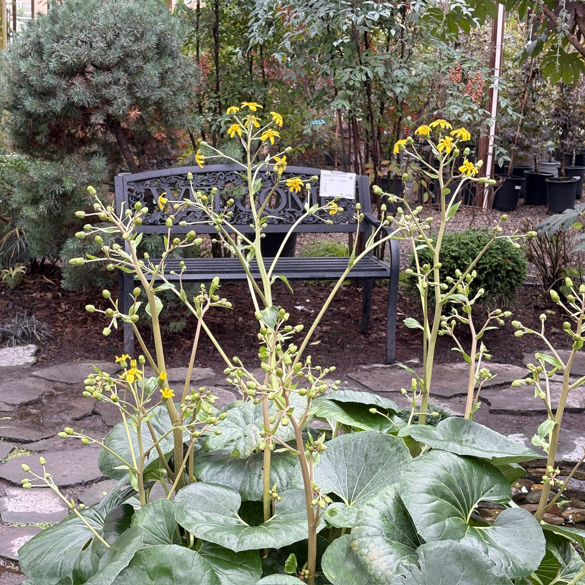Giant Leopard Plant